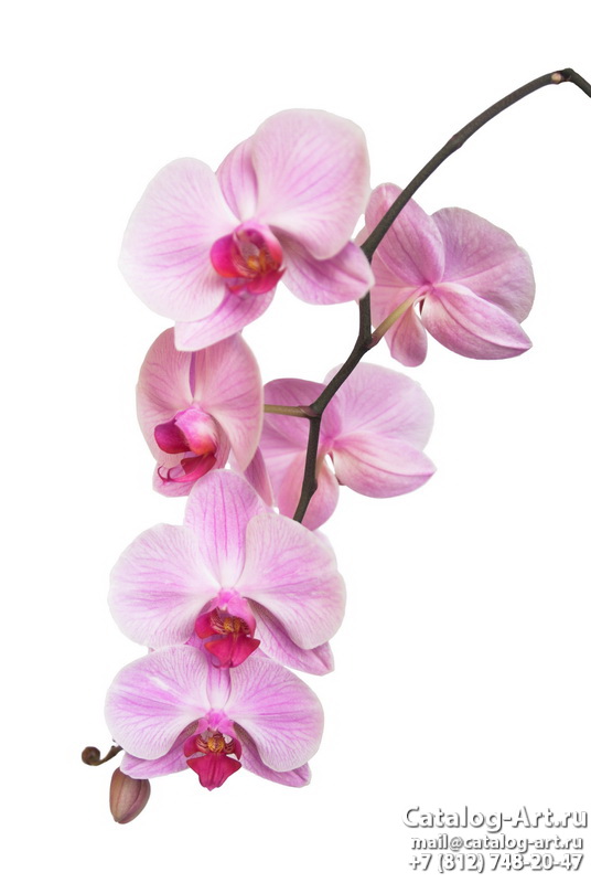 Pink orchids 25